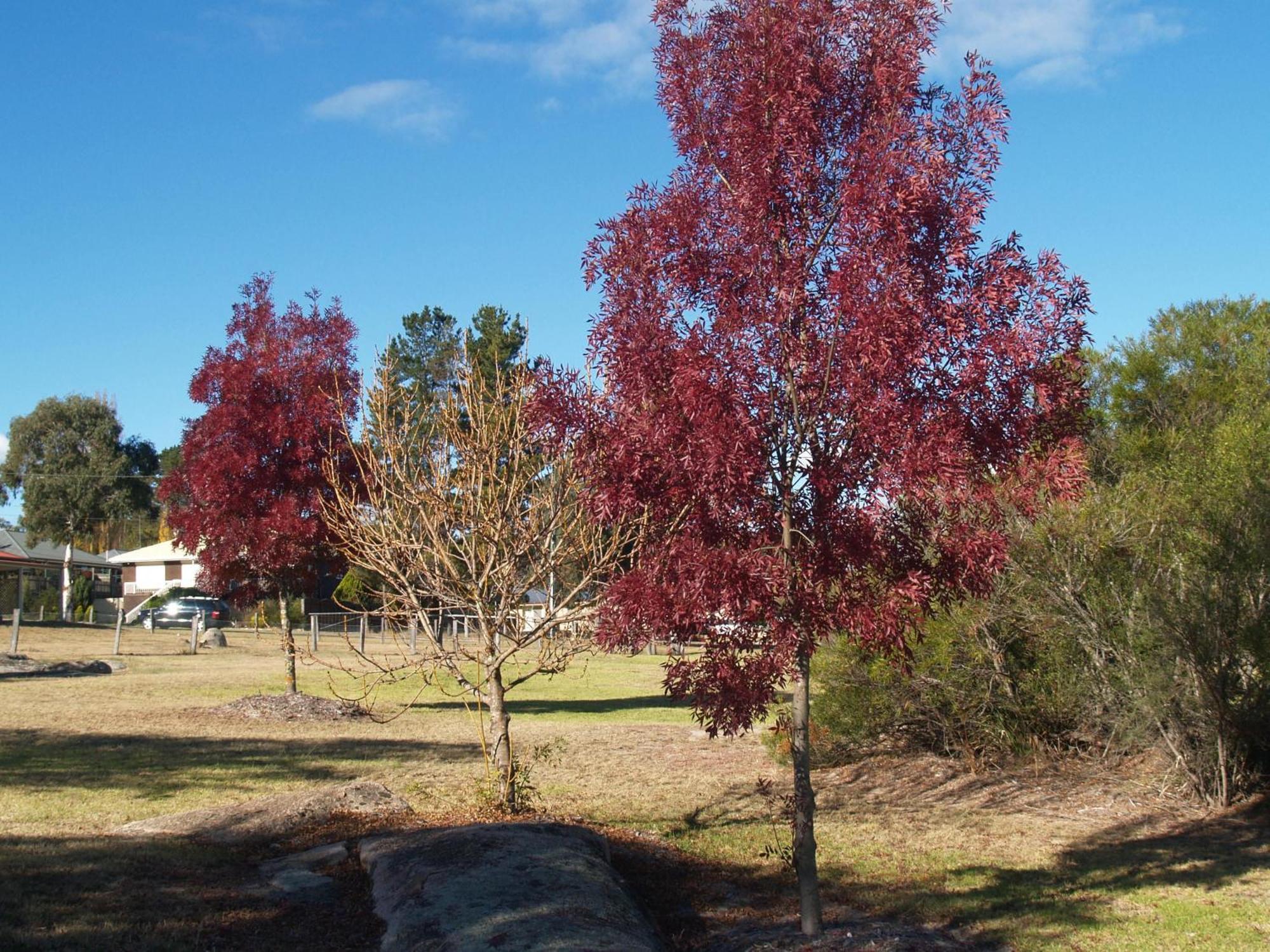 Boulevard Motel Stanthorpe Εξωτερικό φωτογραφία
